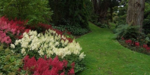 Najbolje i najljepše sorte i vrste astilbe sa fotografijom, imenom i opisom